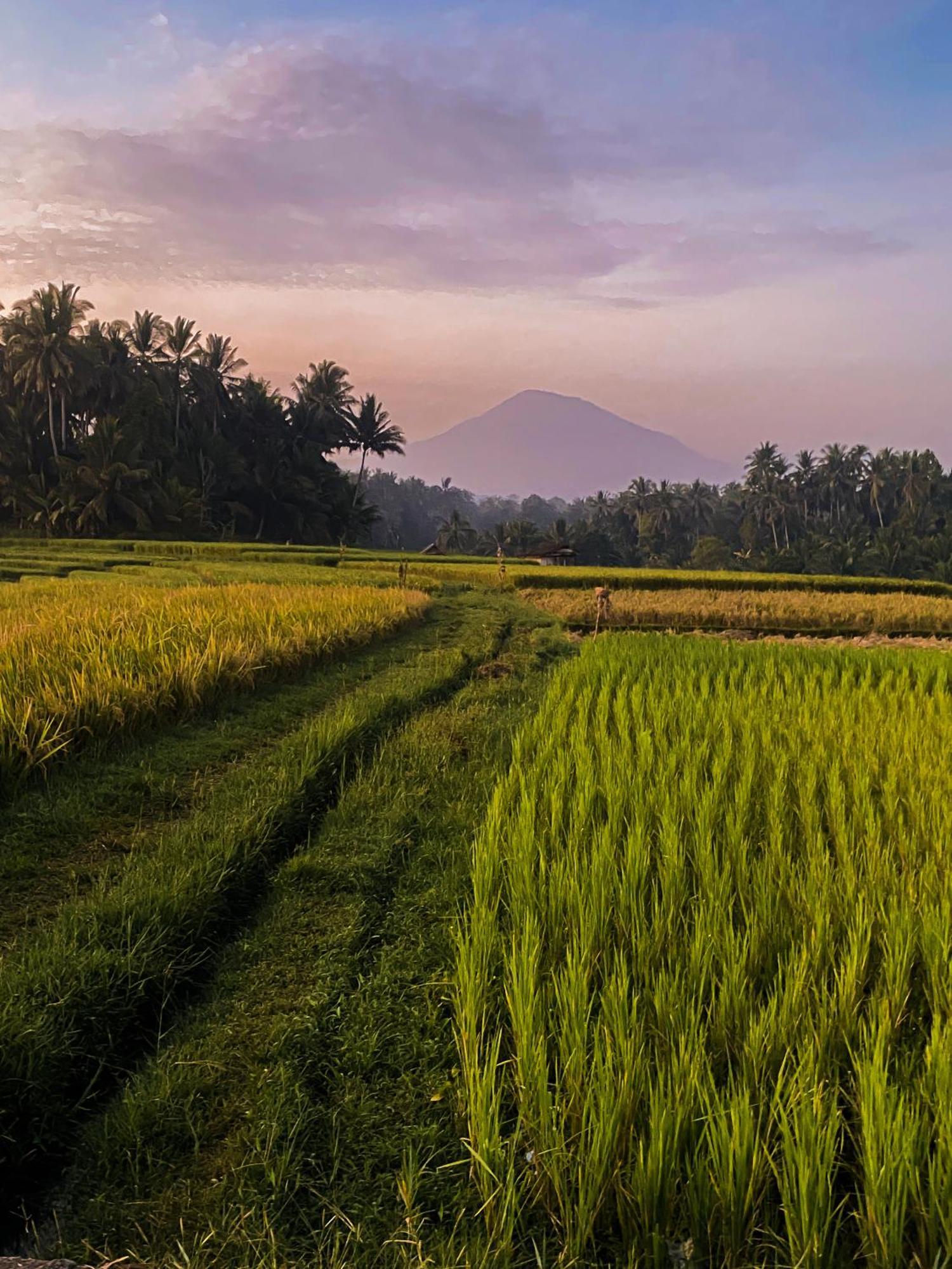 Apartmán Bali Palms Selemadeg Exteriér fotografie